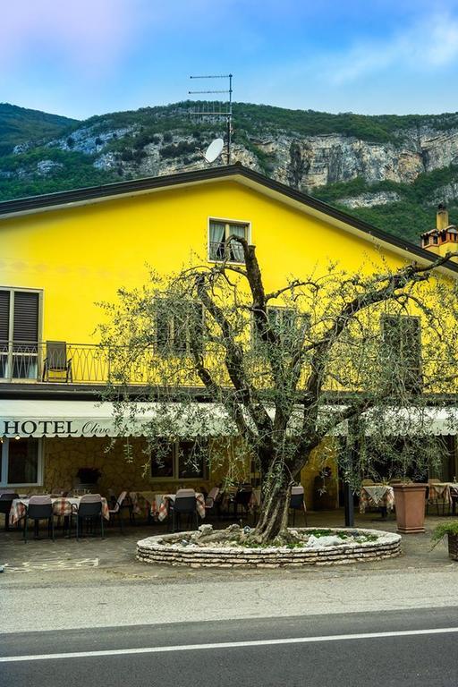 Olivo Belluno Veronese